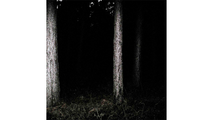 Der Wald Der Wald [&copy; Robert Berghoff]