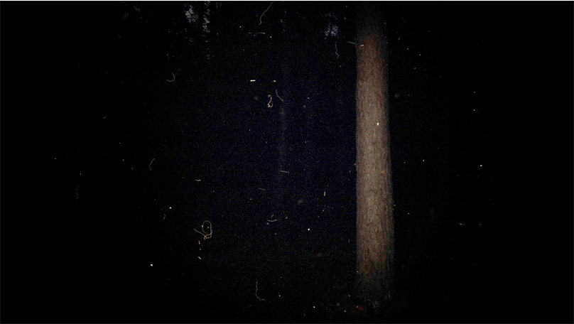 Der Wald Der Wald [&copy; Robert Berghoff]