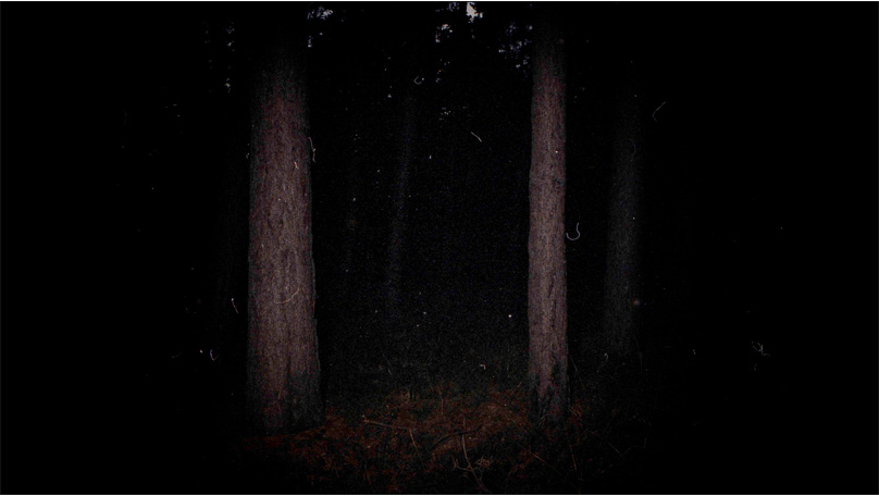 Der Wald Der Wald [&copy; Robert Berghoff]