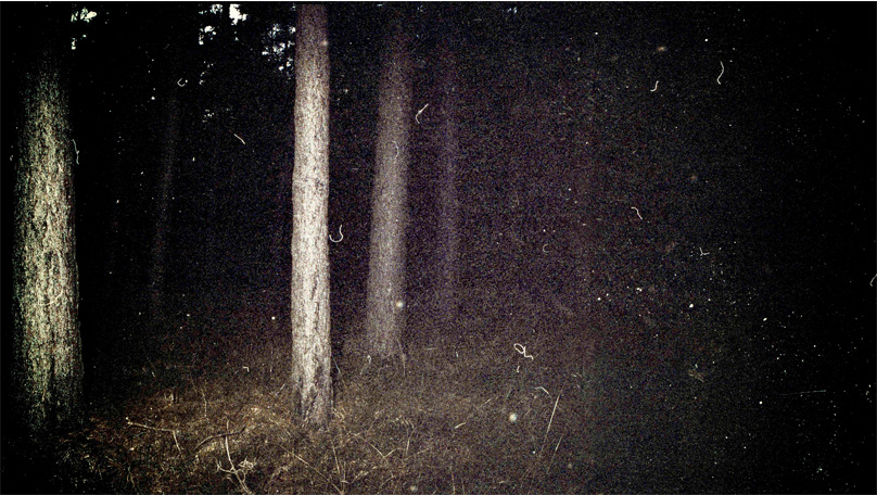 Der Wald Der Wald [&copy; Robert Berghoff]