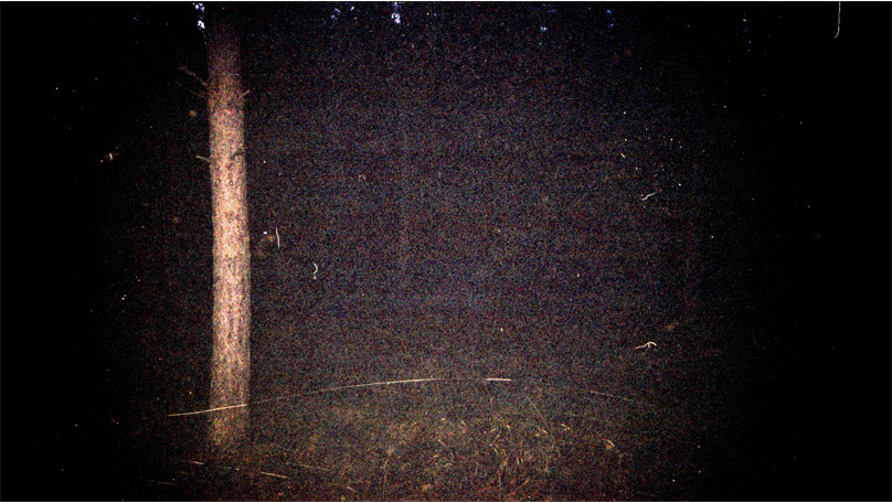 Der Wald Der Wald [&copy; Robert Berghoff]